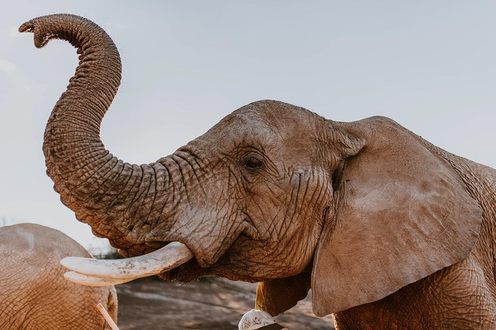 2 Day Wild Heart Western Cape Safari Tour with Private Transfers  - Photo 1 of 25